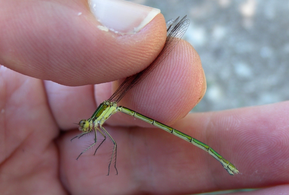 Lestes virens vestalis??